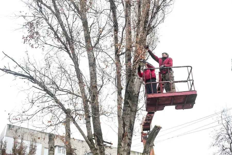 How Tree Trimming Supports Stronger Root Development in Myrtle Beach, SC
