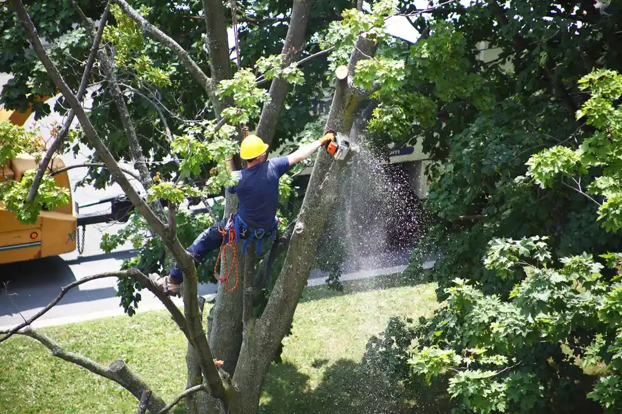 The Importance Of Tree Removal For Disease Prevention in Myrtle Beach, SC