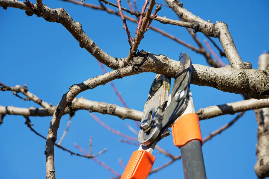 The Role Of Tree Pruning Service In Storm Damage Prevention Myrtle Beach, SC