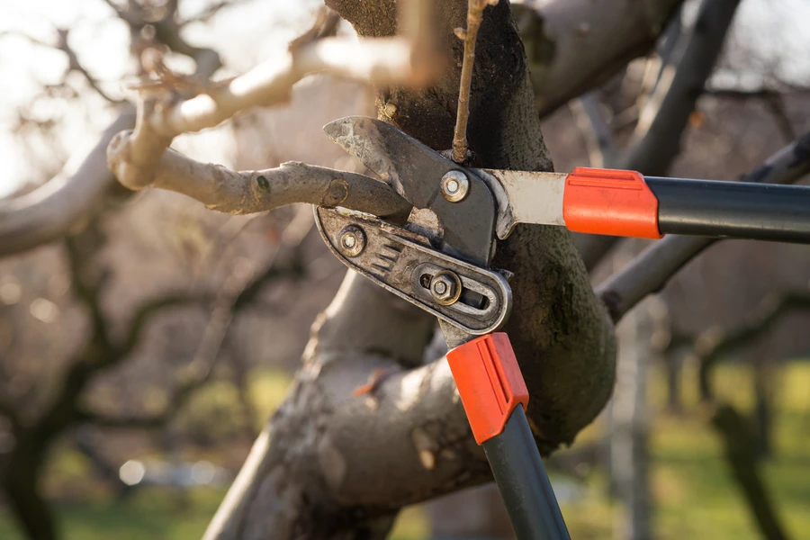 The Role Of Tree Pruning Service In Storm Damage Prevention in Myrtle Beach, SC