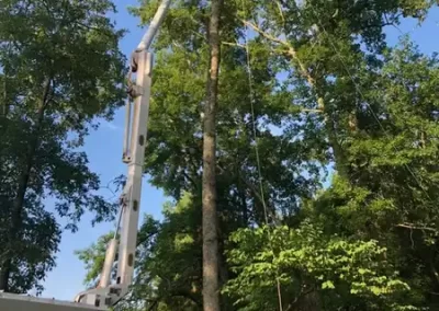Tree Care