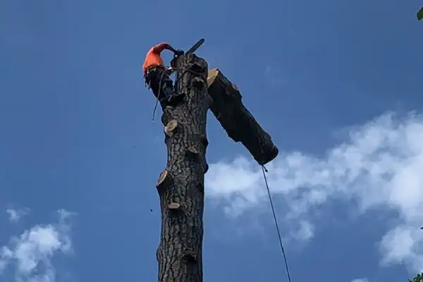 Tree Cutting Services Tree Cutting Services