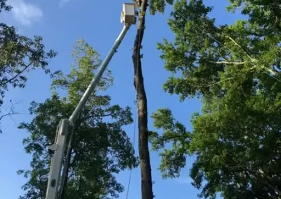 Tree Maintenance