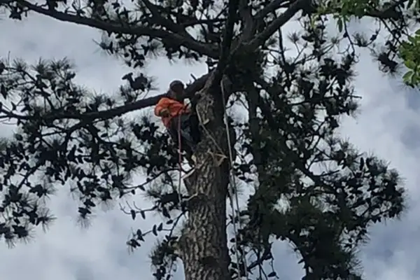 Tree Pruning Service Tree Pruning Service
