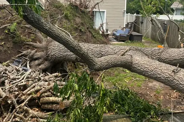 Tree Removal Services Tree Removal Services