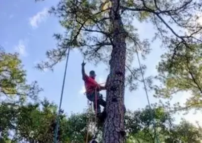 Tree Service (7)