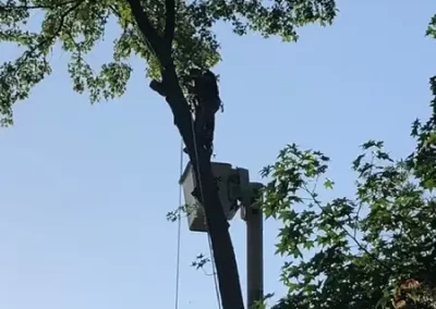 Tree Service (8)