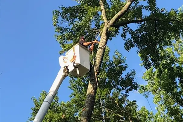 Tree Trimming Tree Trimming
