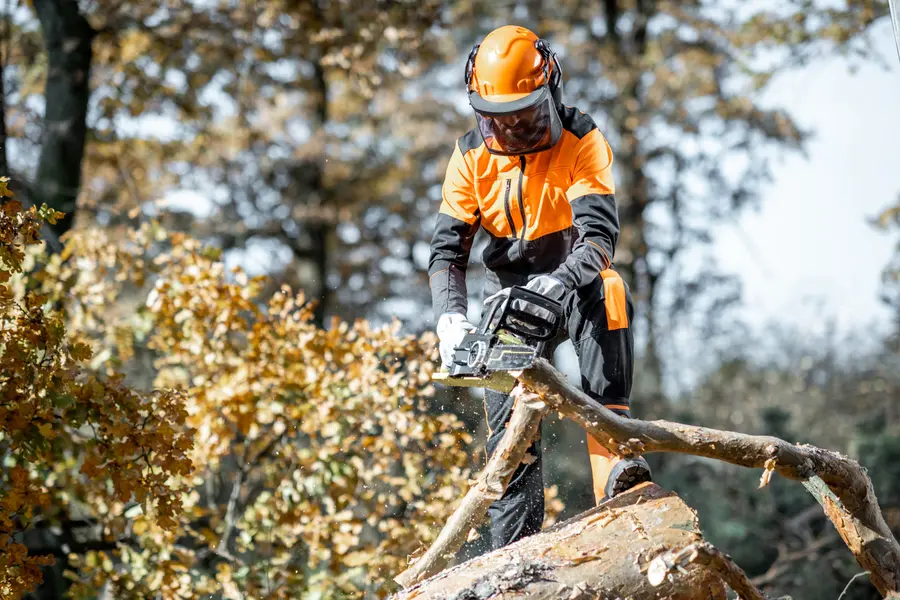 Key Benefits Of Routine Tree Cutting For Your Landscape Myrtle Beach, SC
