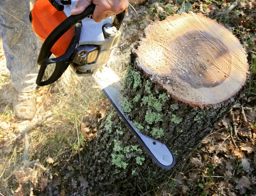 Key Benefits Of Routine Tree Cutting For Your Landscape in Myrtle Beach, SC