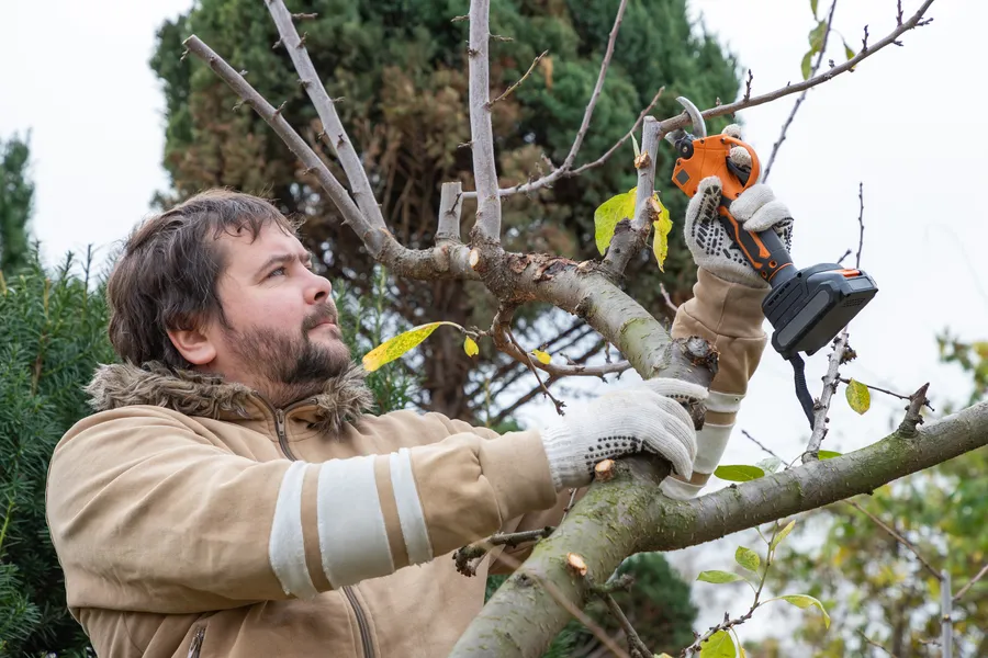 Affordable Tree Pruning Service Myrtle Beach, SC