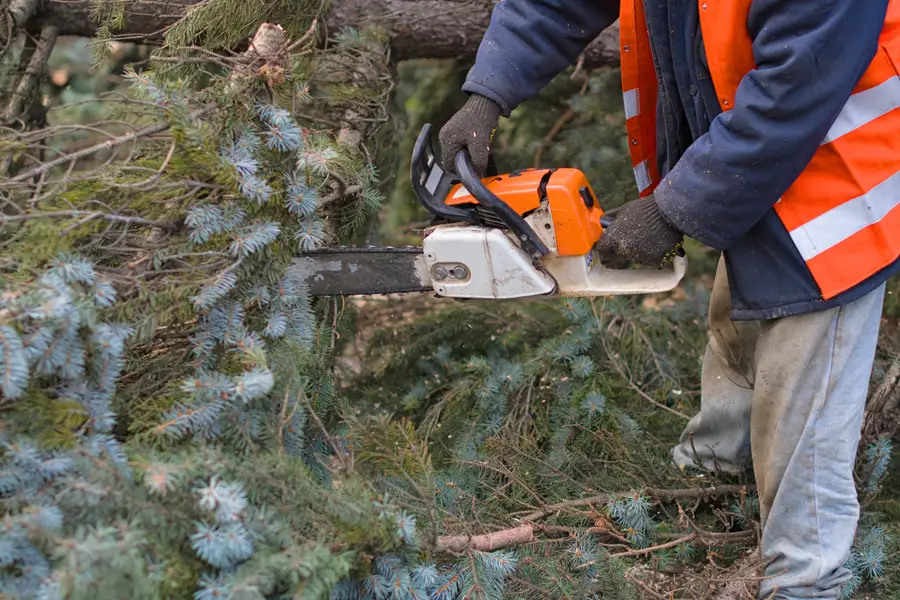 Excellent Tree Removal Services Myrtle Beach, SC