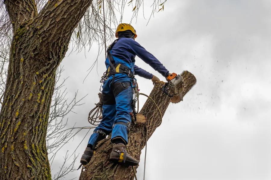 Expert Tree Cutting Services Myrtle Beach, SC