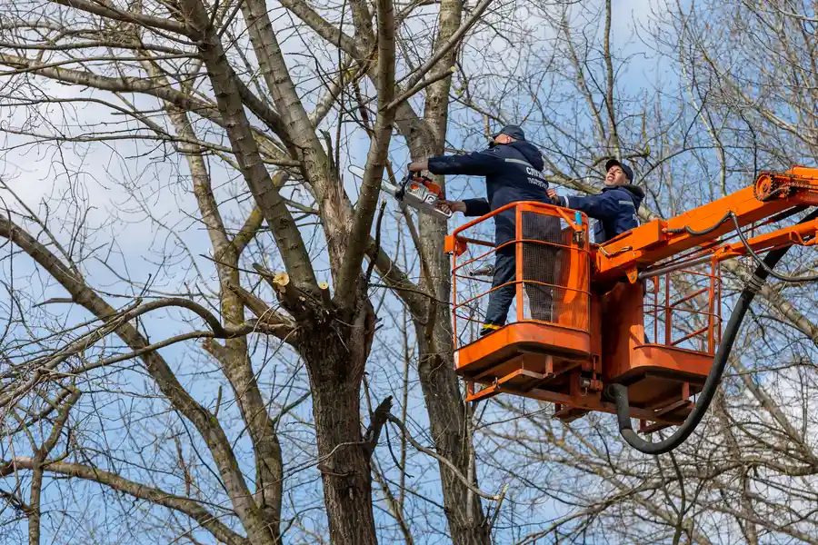 Professional Tree Removal Services Myrtle Beach, SC